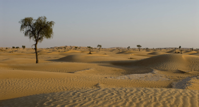 Пустыня Сахара может стать зеленой и плодородной