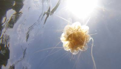 Ядовитая медуза ужалила туристку из РФ в Таиланде