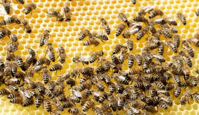 Пчела сорвала аравийцу мировой рекорд