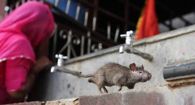 Первый человек заразился крысиным гепатитом в Китае