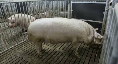 Финляндия оградится забором от русских свиней