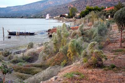 Туристов в Греции напугала гигантская паутина