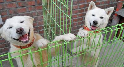 Ким Чен Ын подарил лидеру Южной Кореи двух «диких» собак