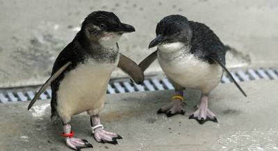 Пингвины-геи в Австралии стали приёмными родителями