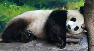 Власти Китая запретили фотографироваться с пандами