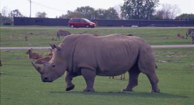 Премьер-министр Венгрии «усыновил» носорога