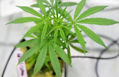 Есть ли смысл инвестировать в производителей марихуаны?