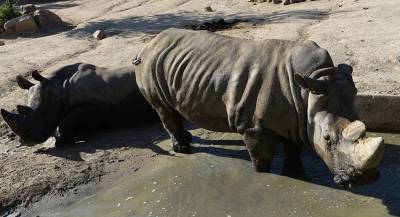 Китай разрешил продавать рога носорогов и кости тигров