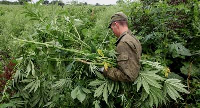 Украина превращается в вотчину наркобаронов