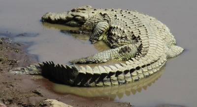 В Африке крокодил поймал леопарда