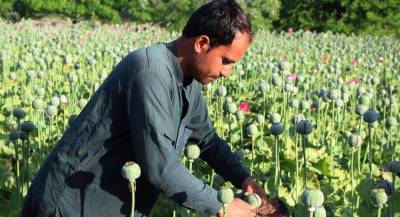 Урожайность мака резко упала в Афганистане