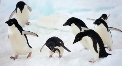 Журналисты прервали съёмку ради спасения пингвинят