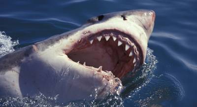 Серфингиста в Австралии атаковала акула
