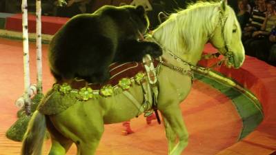 Цирковые номера с дикими животными запретят в Чехии