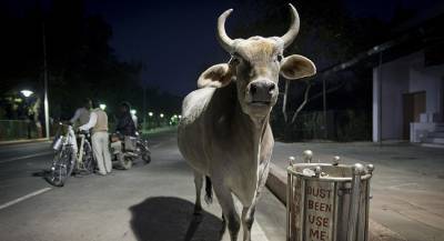 Коровий навоз угрожает авиасообщению Эстонии