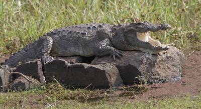 Посетители китайского зоопарка закидали крокодила камнями